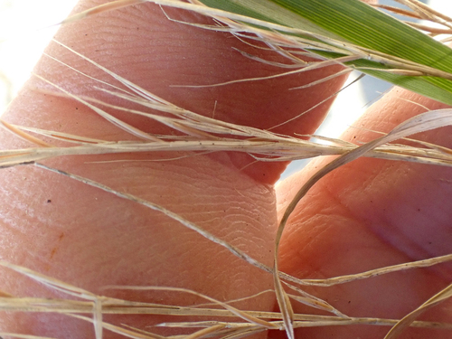 Festuca bromoides, photograph 6