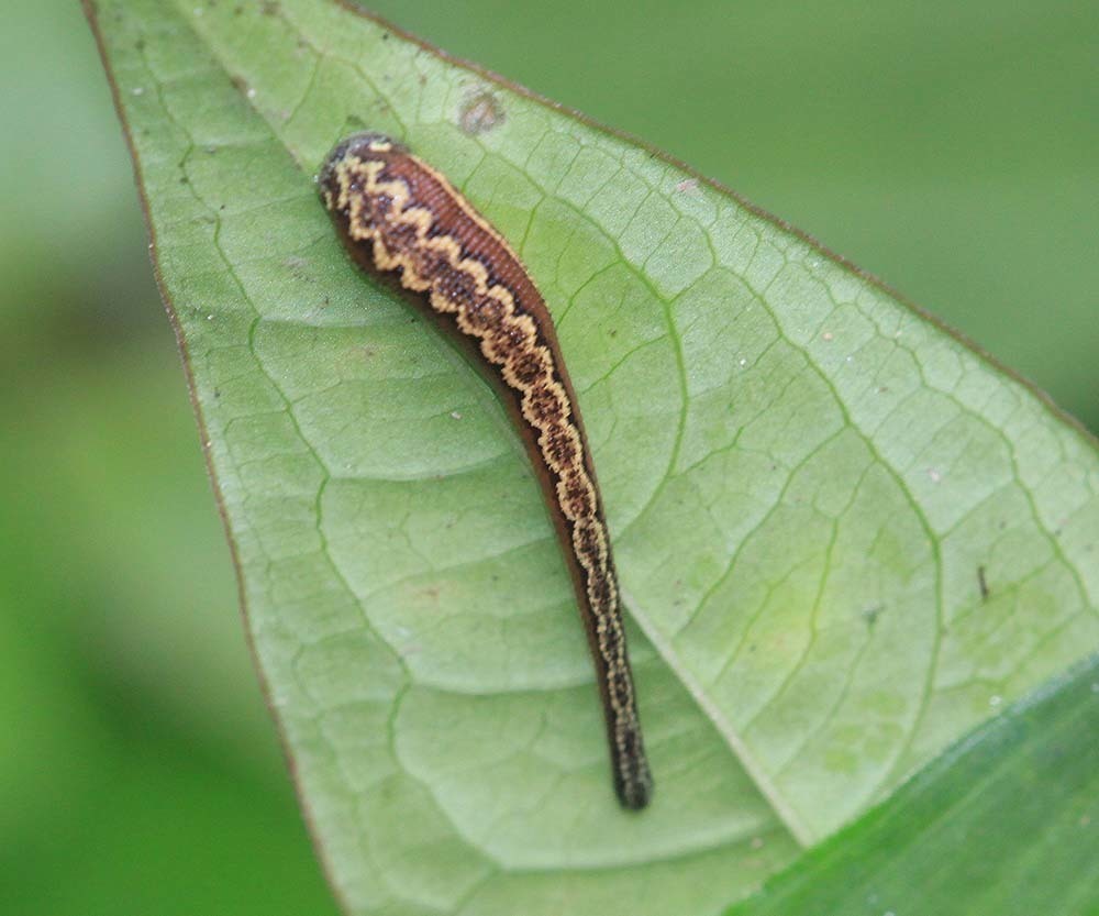Haemadipsa crenata