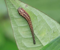 Haemadipsa crenata