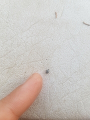 Psyllobora picta