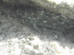 Epinephelus labriformis