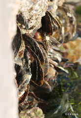 Isognomon alatus