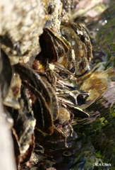 Isognomon alatus