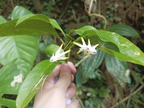 Hoya multiflora Blume 2