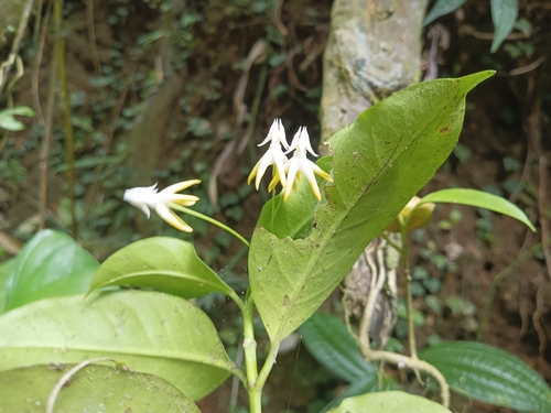 Hoya multiflora Blume 3