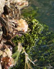 Isognomon alatus