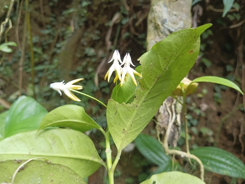Hoya multiflora Blume 4