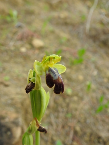 Sombre Bee-orchid