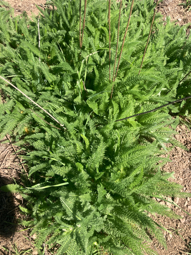 iNaturalist observation photo of common yarrow