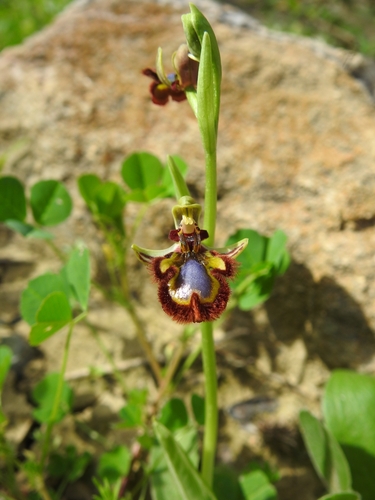 Mirror Orchid