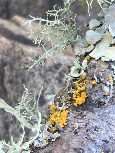 iNaturalist observation photo of Candleflame Lichens