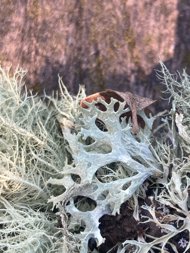 iNaturalist observation photo of Oakmoss