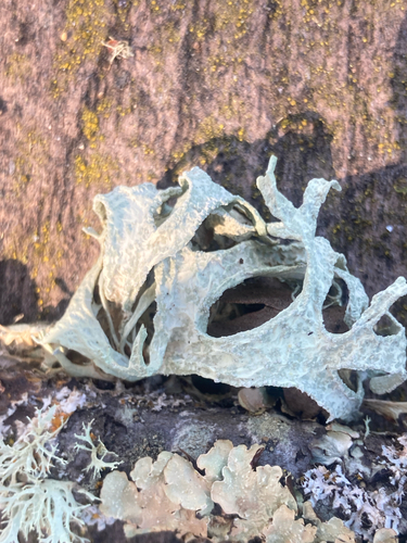 iNaturalist observation photo of oakmoss lichens
