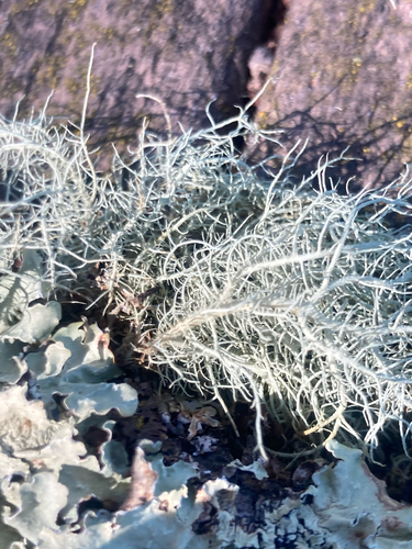 iNaturalist observation photo of beard lichens