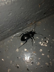 Carabus finitimus