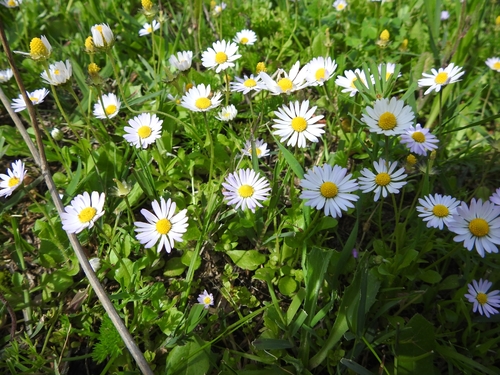 Annual Daisy