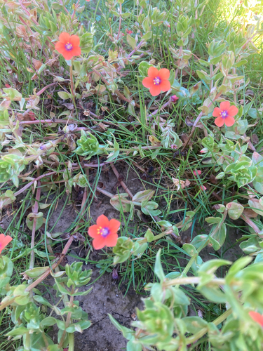 iNaturalist observation photo of scarlet pimpernel