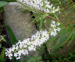Veronica stenophylla stenophylla