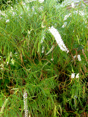 Veronica stenophylla stenophylla