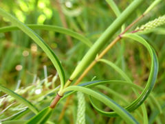 Veronica stenophylla stenophylla