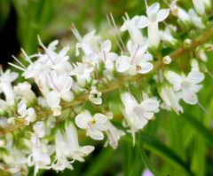 Veronica stenophylla stenophylla