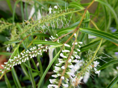 Veronica stenophylla stenophylla