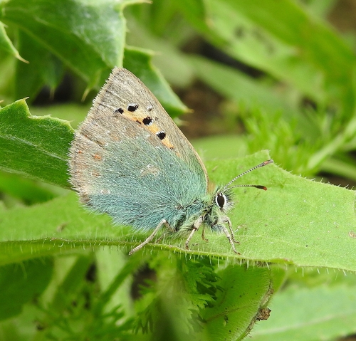 Provence Hairstreak