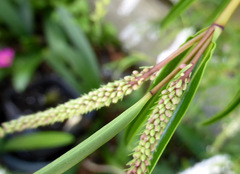 Veronica stenophylla stenophylla