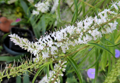 Veronica stenophylla stenophylla