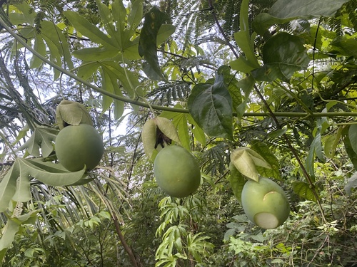 Passiflora serratodigitata, photograph 4