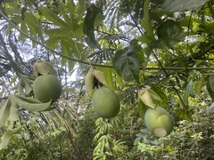 Passiflora serratodigitata, photograph (c) Raquel Mondino, some rights reserved (CC BY)