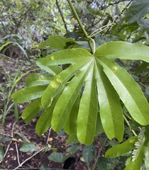 Passiflora serratodigitata, photograph (c) Raquel Mondino, some rights reserved (CC BY)