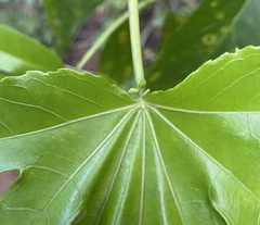 Passiflora serratodigitata, photograph (c) Raquel Mondino, some rights reserved (CC BY)