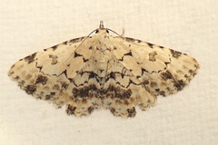 Sandava scitisignata