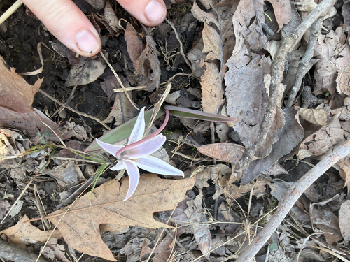 Erythronium mesochoreum, photograph 6