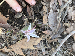 Erythronium mesochoreum, photograph author not stated, no rights reserved