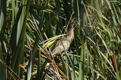 Botaurus poiciloptilus