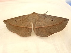 Phallaria ophiusaria