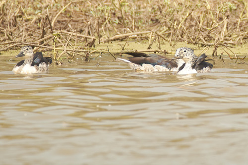 iNaturalist: (c) goblekitepe, some rights reserved (CC BY-NC) iNaturalist image