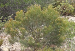 Jacksonia compressa