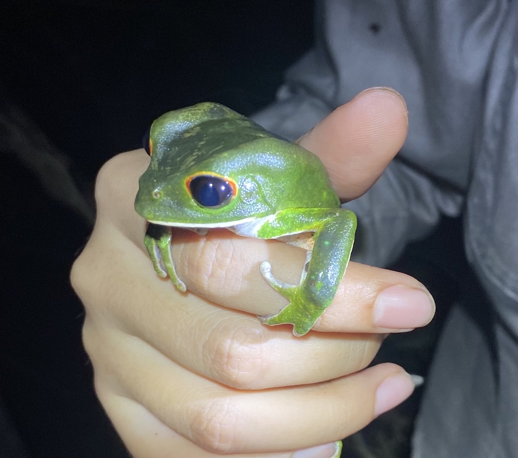 Red-rimmed Leaf Frog