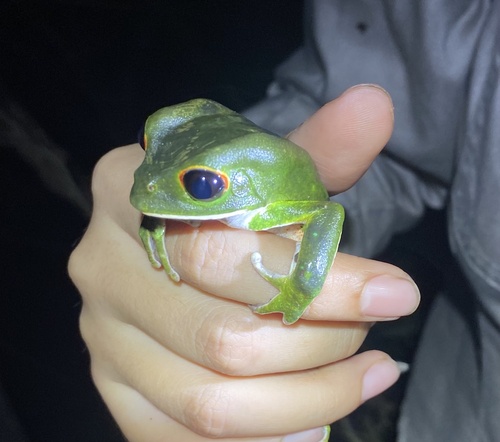 Red-rimmed Leaf Frog