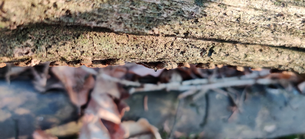 Hymenochaete rubiginosa · March 2026 · photo: © jokerrr83 (iNaturalist, cc-by)
