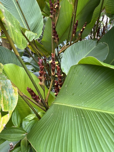 Pampano (Calathea lutea)