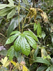 Passiflora serratodigitata, photograph author not stated, no rights reserved
