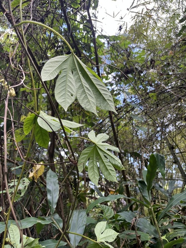 Passiflora serratodigitata, photograph 3
