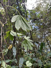 Passiflora serratodigitata, photograph author not stated, no rights reserved