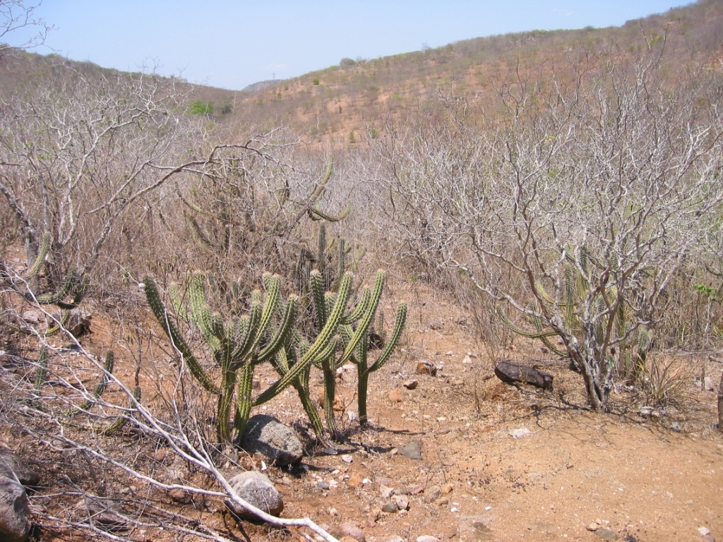 Xiquexique gounellei