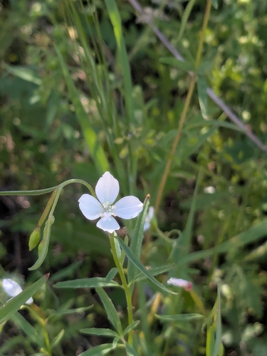 Canyon clarkia (Clarkia epilobioides)