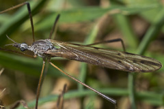 Paralimnophila
